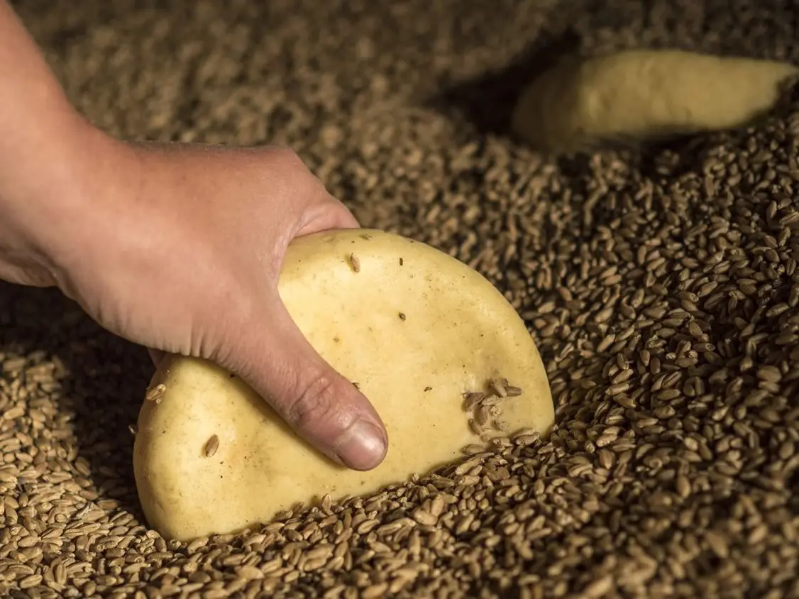 Man traballando un queixo curado sobre un leito de grans de cereal