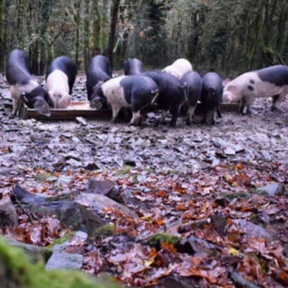 Porcos pacendo en liberdade nun bosque de Embutidos Hermelino